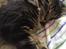 Norsk Skovkat og Main coon blanding, Felix