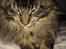 Norsk Skovkat og Main coon blanding, Felix