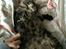Norsk Skovkat og Main coon blanding, Felix