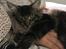 Norsk Skovkat og Main coon blanding, Felix