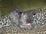 Selkirk Rex  Tzari Lay Down the Law - 10 uger