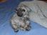 Selkirk Rex  Tzari Lay Down the Law - 11 uger