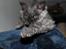 Selkirk Rex  Tzari Lay Down the Law - 11 uger