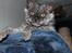 Selkirk Rex  Tzari Lay Down the Law - 11 uger