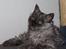 Selkirk Rex  Tzari Lay Down the Law - 11 uger