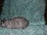Selkirk Rex  Tzari Lay Down the Law - 11 uger