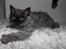 Selkirk Rex  Tzari Lay Down the Law - 13 uger