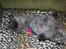 Selkirk Rex  Tzari Lay Down the Law - 13 uger