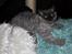 Selkirk Rex  Tzari Lay Down the Law - 13 uger