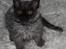 Selkirk Rex  Tzari Lay Down the Law - 13 uger