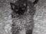 Selkirk Rex  Tzari Lay Down the Law - 13 uger