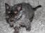 Selkirk Rex  Tzari Lay Down the Law - 13 uger