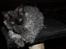 Selkirk Rex  Tzari Lay Down the Law - 15 uger