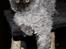 Selkirk Rex  Tzari Lay Down the Law - 15 uger