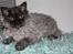 Selkirk Rex  Tzari Lay Down the Law - 16 uger