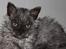 Selkirk Rex  Tzari Lay Down the Law