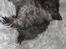 Selkirk Rex  Tzari Lay Down the Law - 9uger