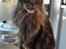 Maine Coon SP Olmocabes Jako 