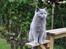 British Shorthair Guddi(Petrines Gurli)