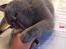 British Shorthair Guddi(Petrines Gurli) - Ikke flere lektier, nu vil jeg have opmærksomhed!
