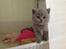 British Shorthair Guddi(Petrines Gurli) - Guddi som baby