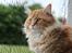 Maine Coon Elmer - 28.05.2016
