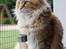 Maine Coon Elmer - 28.05.2016
