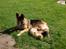 Huskat Garfild