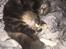 Maine Coon Perle (Himmelkat)