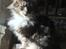 Maine Coon Perle (Himmelkat)