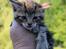 Huskat Mr. Tomiss