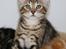 Huskat Mr. Tomiss