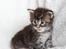 Maine Coon Thor  - 3 uger - 12.07.2016 