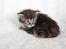 Maine Coon Thor  - 3 uger - 12.07.2016 