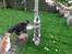 Maine Coon (Thor) Amistia Glowing Silver