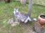 Maine Coon (Thor) Amistia Glowing Silver