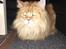 Maine Coon Rovdyret's Obelix kælenavn Peter