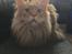 Maine Coon Rovdyret's Obelix kælenavn Peter