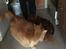 Maine Coon Rovdyret's Obelix kælenavn Peter
