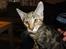 Huskat Mr. Tomiss