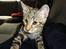 Huskat Mr. Tomiss
