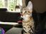 Huskat Mr. Tomiss