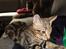 Huskat Mr. Tomiss