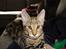 Huskat Mr. Tomiss