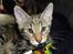 Huskat Mr. Tomiss