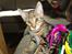 Huskat Mr. Tomiss