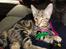 Huskat Mr. Tomiss
