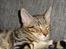 Huskat Mr. Tomiss