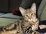 Huskat Mr. Tomiss