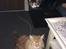 Maine Coon Rovdyret's Obelix kælenavn Peter - Drengene hygger